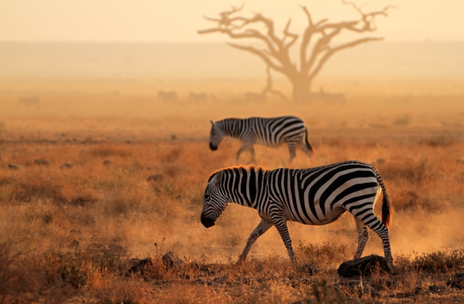 Zebras on the savanna, representing Travel for Better's conservation and community initiatives